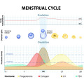 50 David Ovulationstest 10 miu/ml + 10 Schwangerschaftstest - Streifen