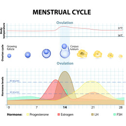 20 x David Ovulationstest Streifen 10 miu/ml LH ovulation...